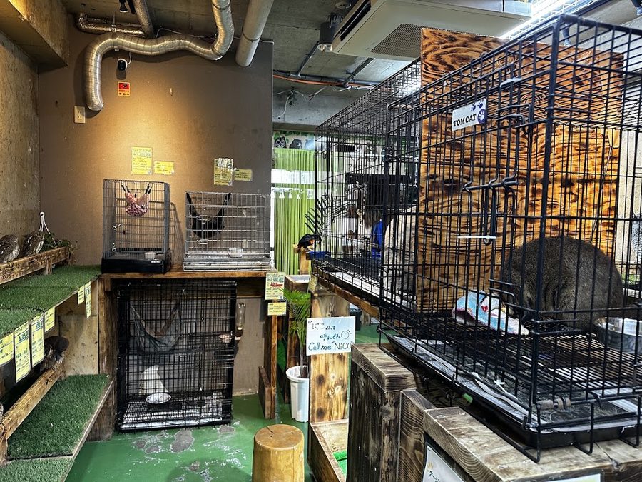 Owl's Nest Cafe