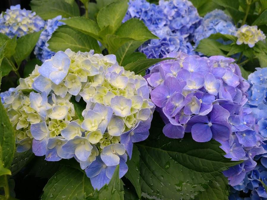 Beautiful garden flower tree
