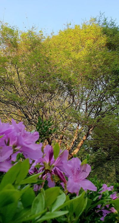 Mureung Park