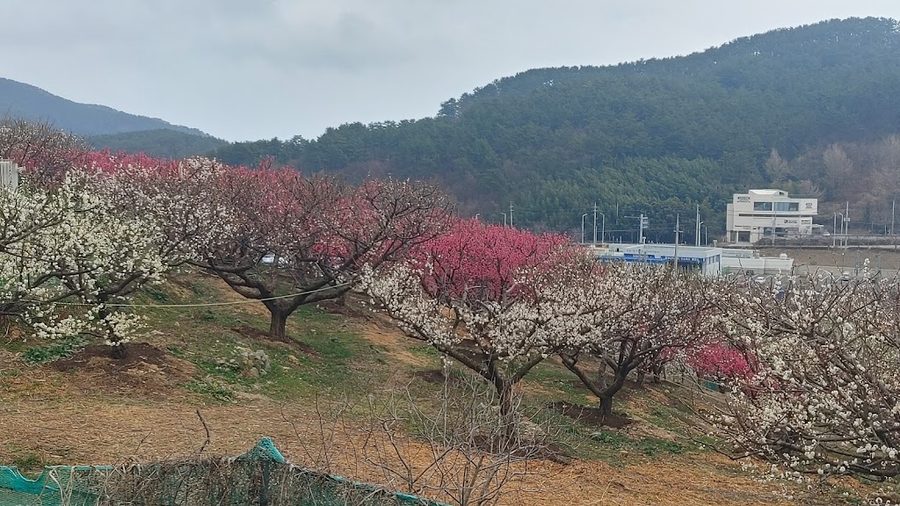 機張 梅花園