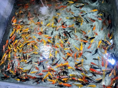 Sài Gòn Koi Farm | Trại Cá Koi F1 Sài Gòn - Thi công Hồ Cá Koi Sài Gòn