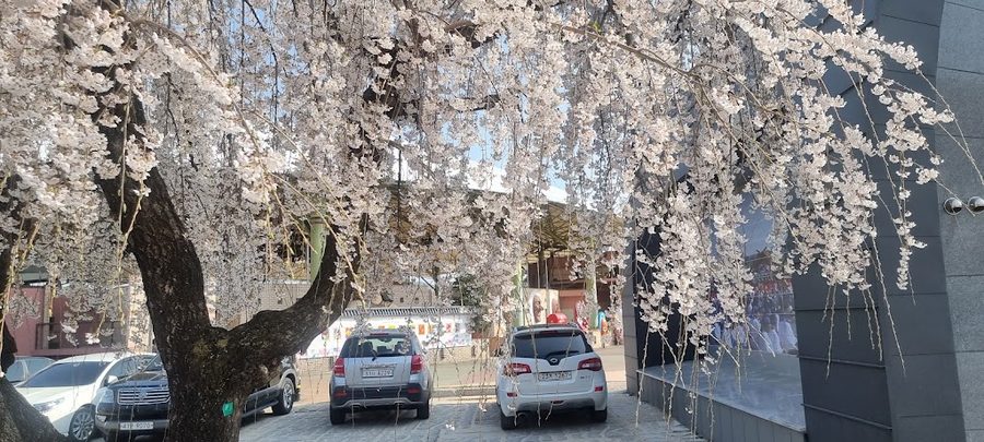 Andong Cherry Blossom Festival