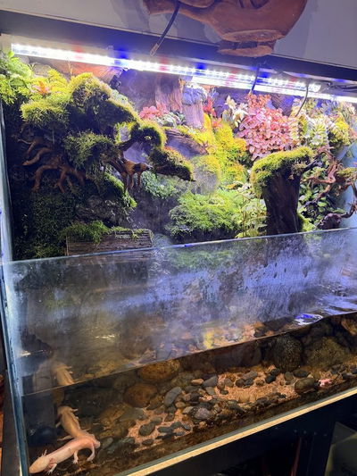 BILL AQUARIUM COFFEE - Quán Cafe Thú Mini, Sân Vườn Gò Vấp