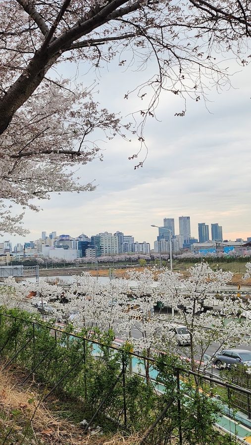 Songjeong Cherry Blossom Road