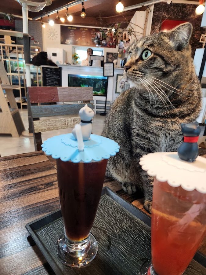 Coffee Taneun Goyangi