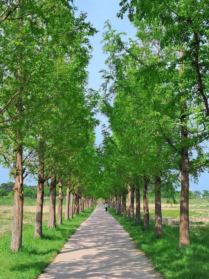 Gyeongpo Ecological Reservoir Metasequoia Road