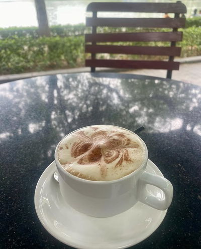 Conifer Bốn Mùa - Four Seasons