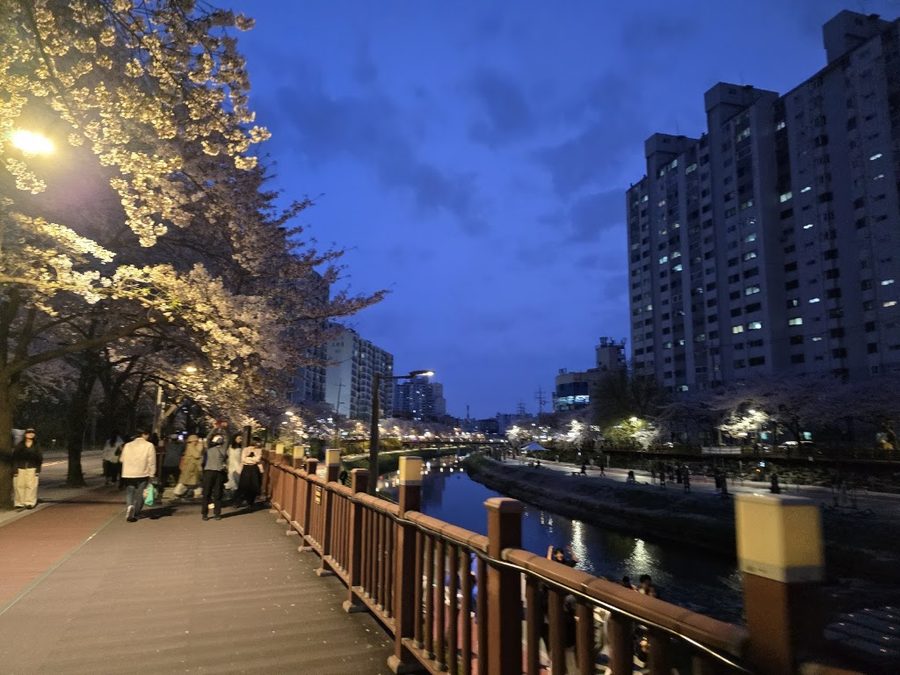 Uicheon Cherry Blossom Road