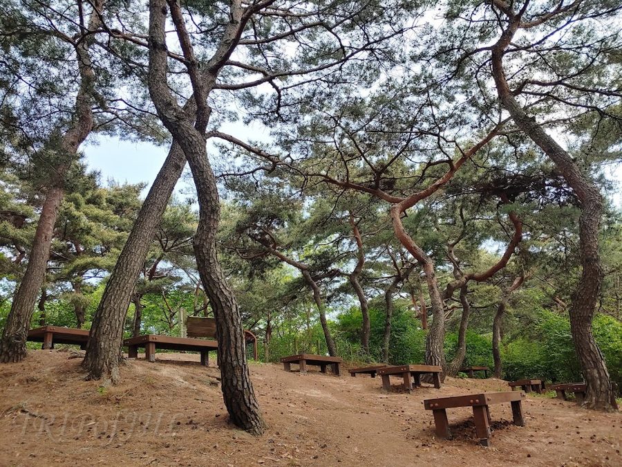 Namsan Pine Healing Forest