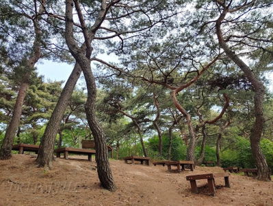 Namsan Pine Healing Forest