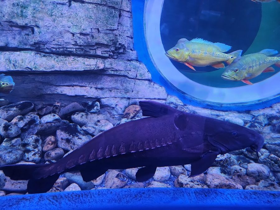 忠州水族館