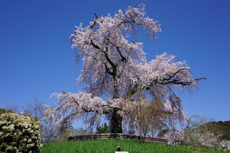 丸山公園日本庭園