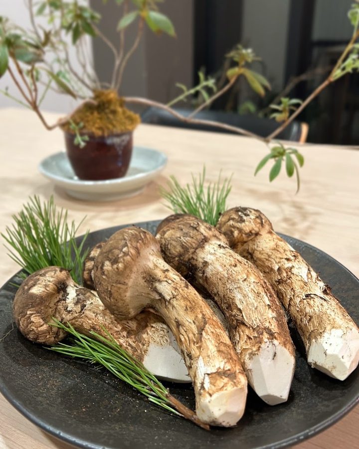 쿠로스기 코하쿠
