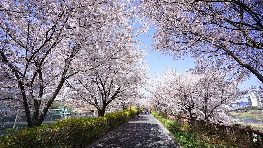 Jungnangcheon Cherry Blossom Road