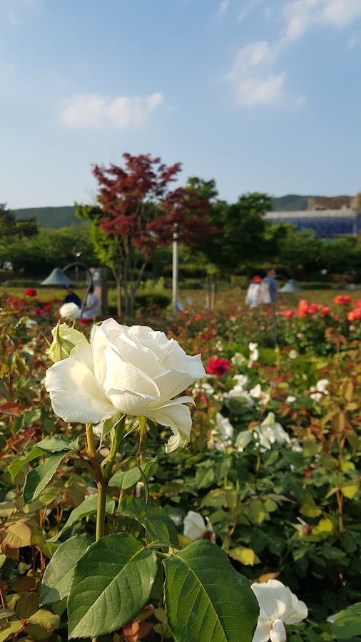 ウィッコル公園 屋外水遊び場
