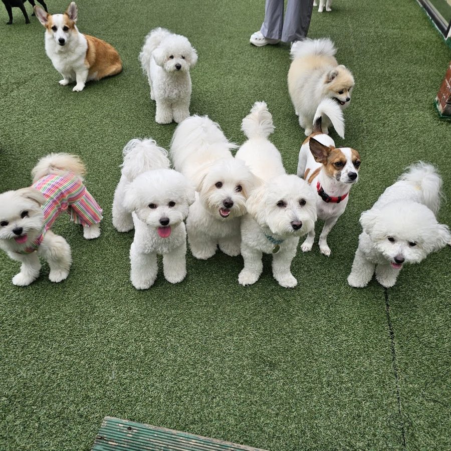 Yeonhui Dog