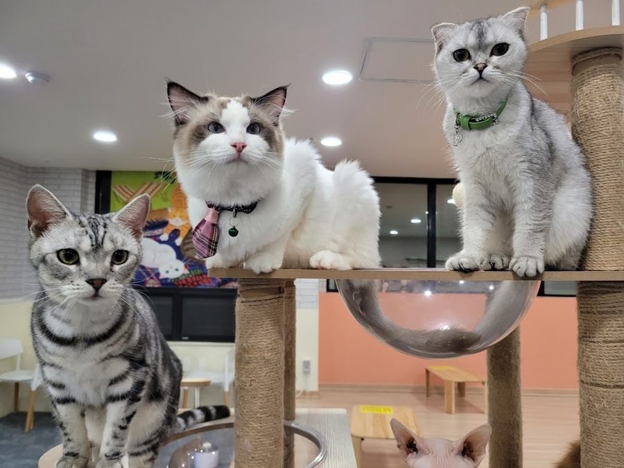Nangman Goyangi Cat Cafe