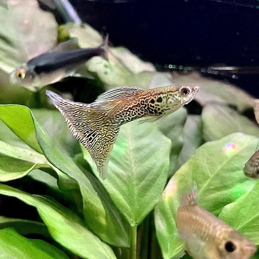 賣魚的店