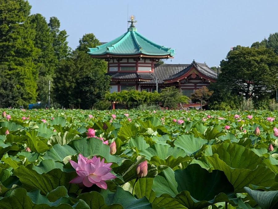 Shinobazunoike Pond