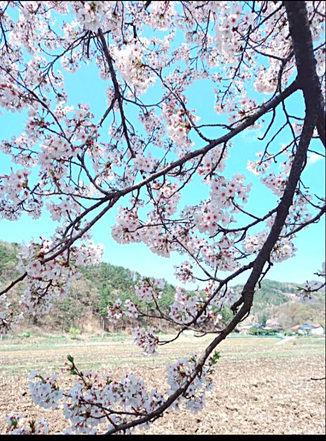 Buk-myeon Wirye Cherry Blossom Road