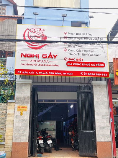 Cá Cảnh Nghị Gầy