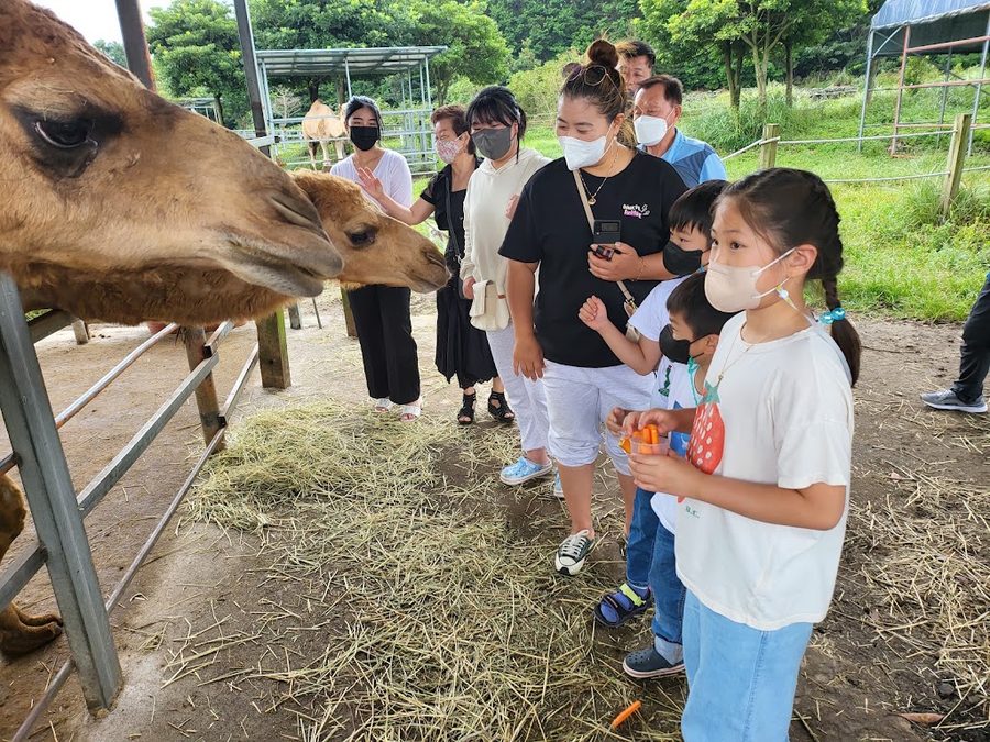 Camel Trekking (Jeju)