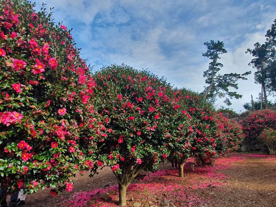 Camellia Forest