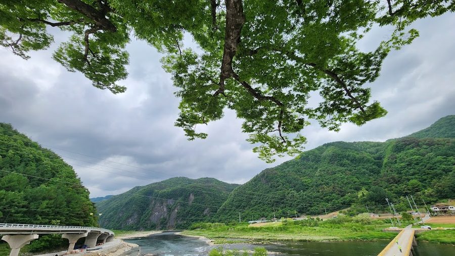 Gasuri Zelkova Tree (Donggang First Scenic Spot)