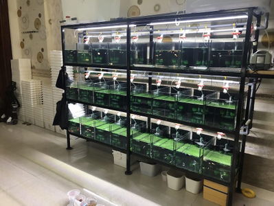 Đạt Guppy Gò Vấp