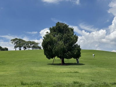 Lone Tree (Nahollo Namu) Hill