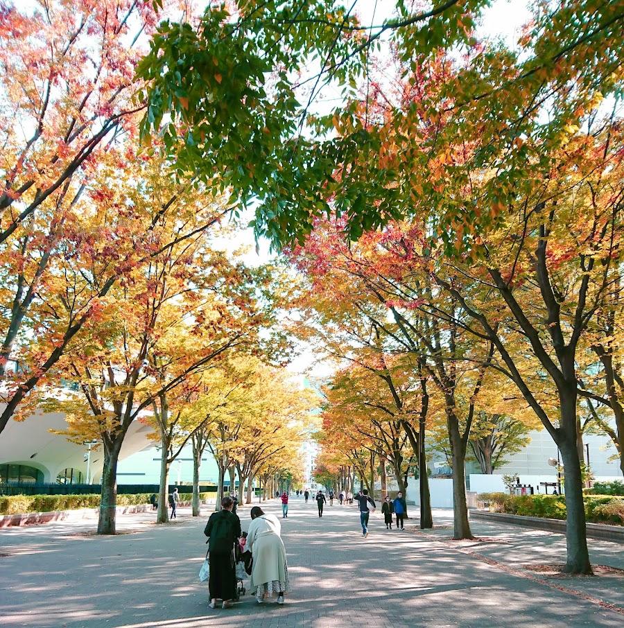 Yoyogi Park Zelkova Avenue