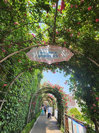 Seoul Rose Festival