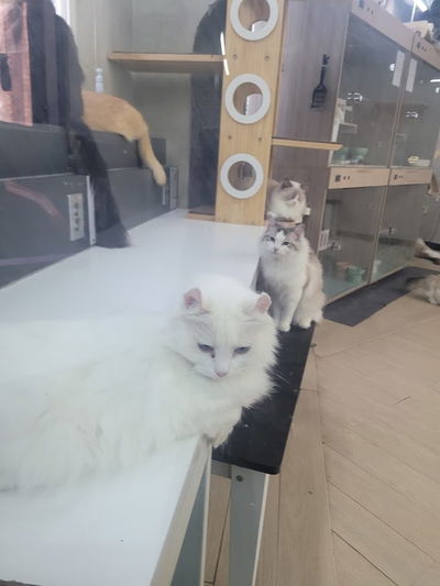 공부하는고양이