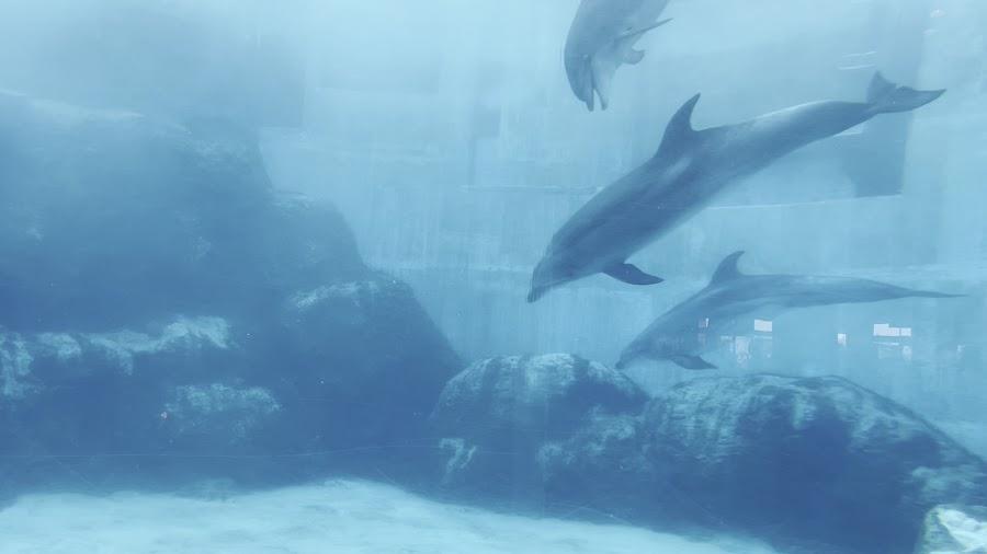 Port Of Nagoya Public Aquarium