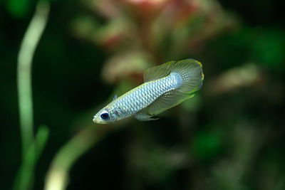 Cửa Hàng Thủy Sinh SG Aqua
