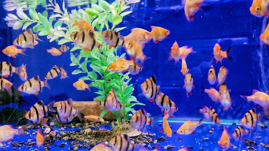 二魚水族館
