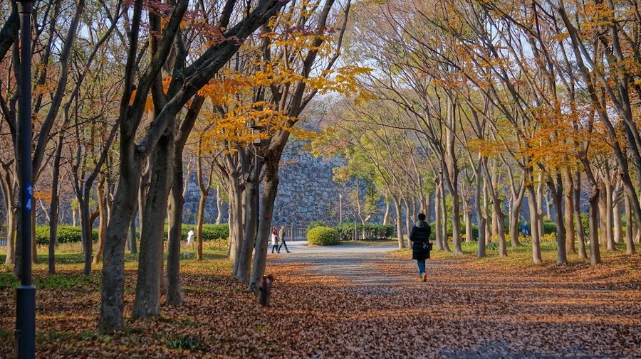 Kinenju no Mori