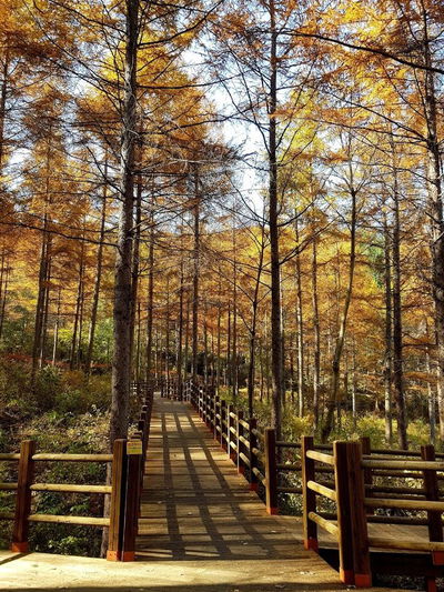 National Gimcheon Healing Forest