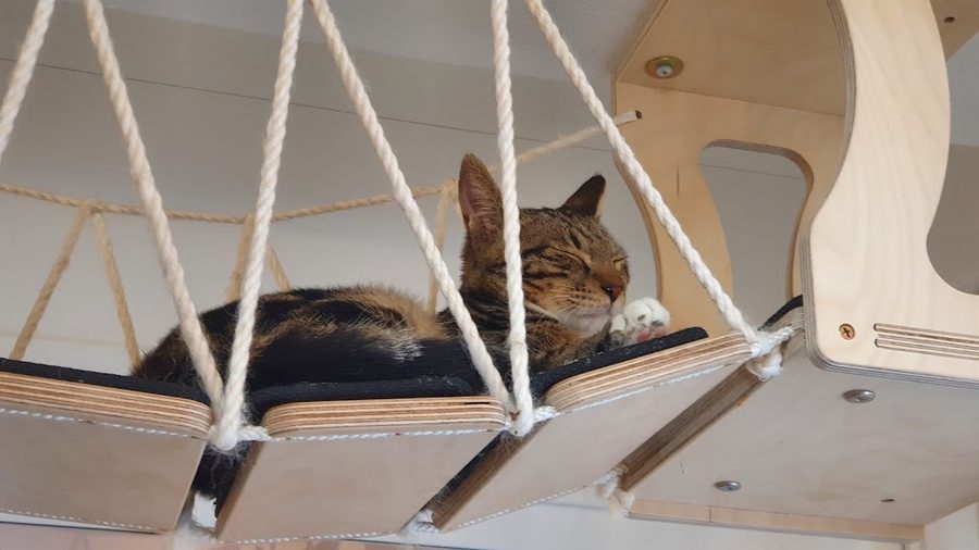 Camping Cat Cafe
