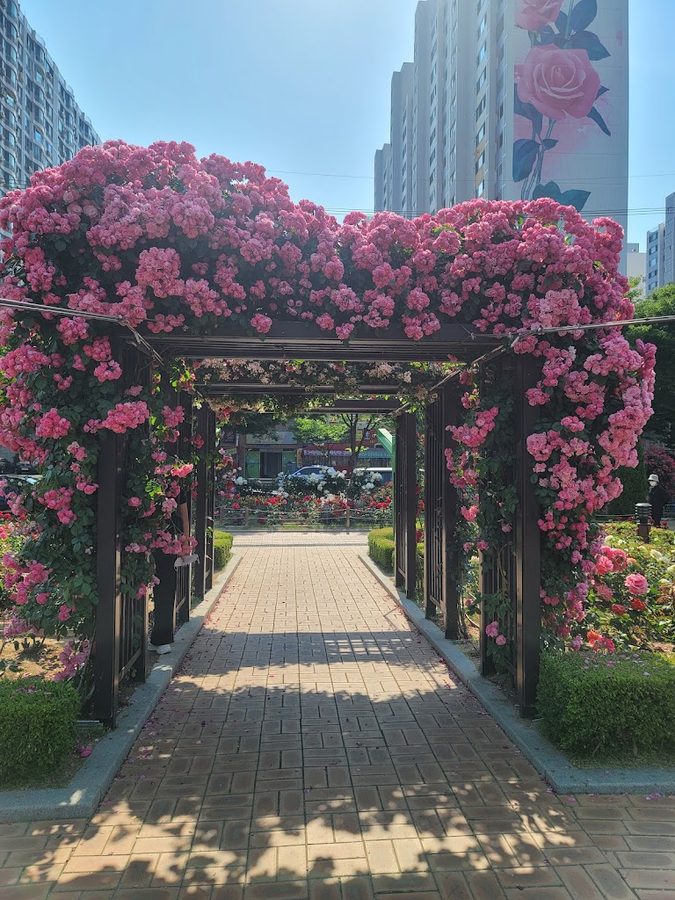 Igok Jangmi Park