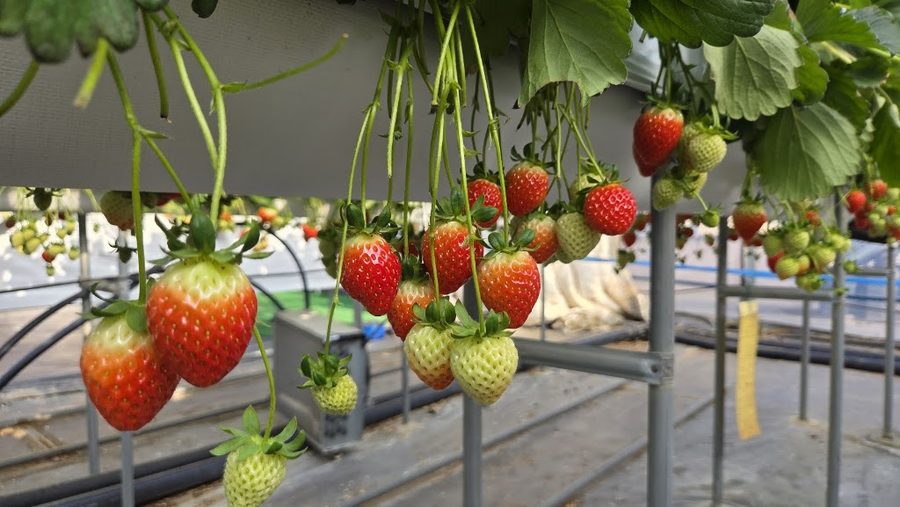 Very Good Farm