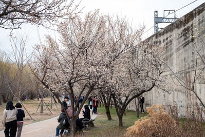 Cheonggyecheon Plum Road