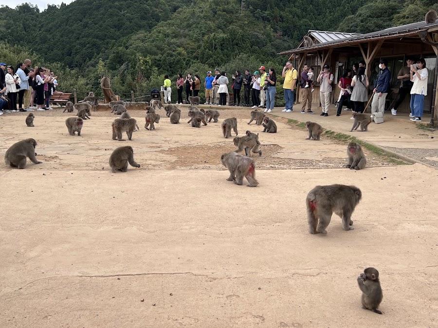 嵐山猴子公園