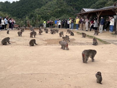 嵐山モンキーパークいわたやま