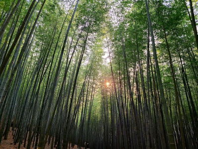 九山森林