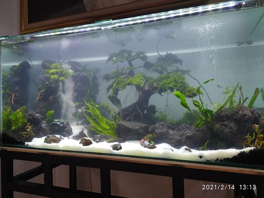 Radha Aquatic