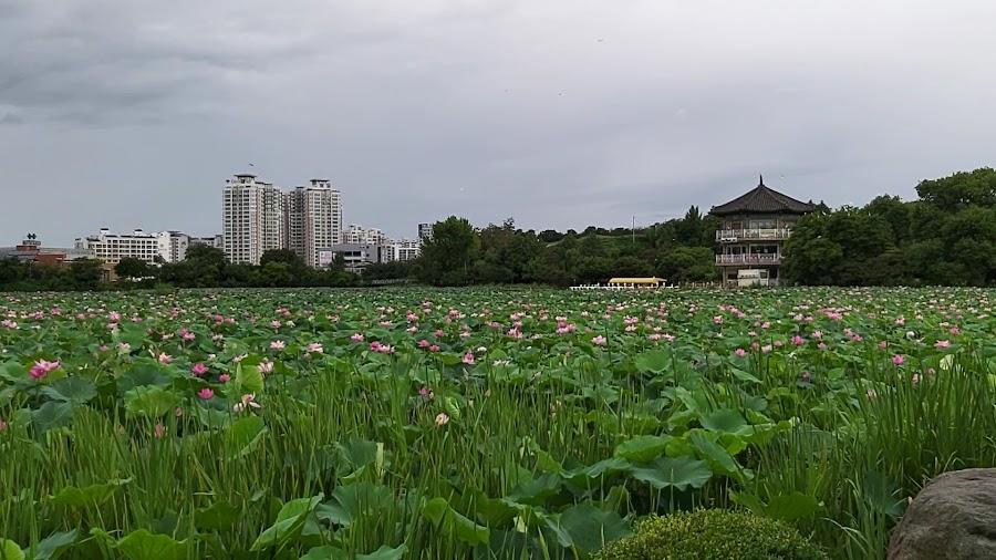 Deokjin Park