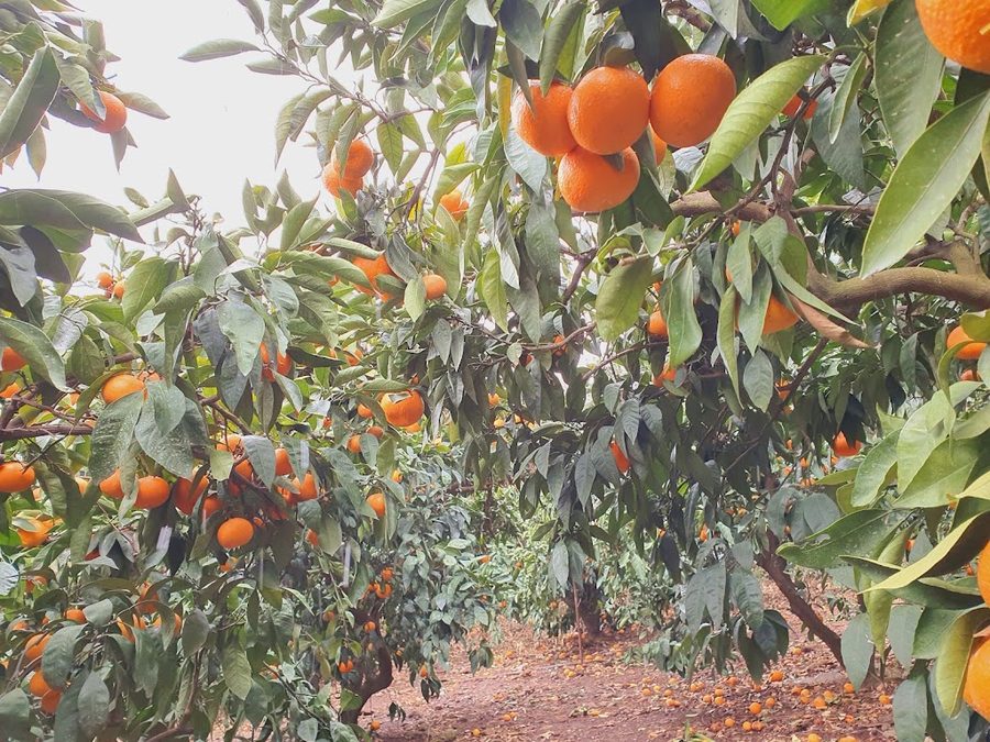 Jeju Sarang Experience Farm