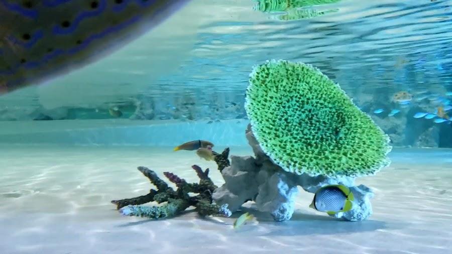 DMM Kariyushi Aquarium okinawa