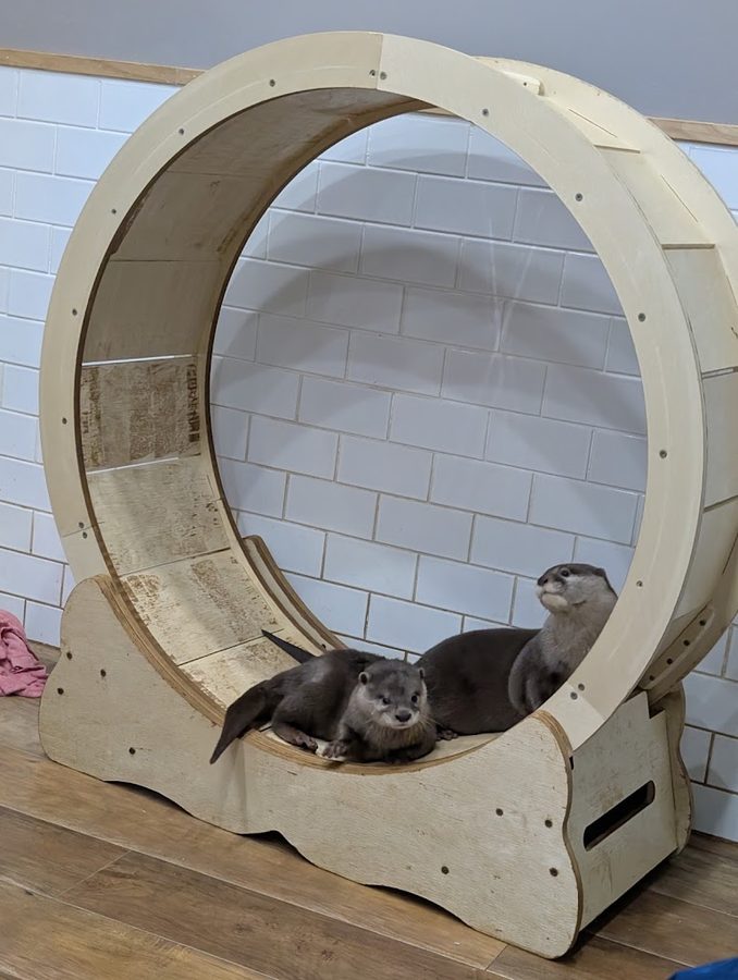Otters Family